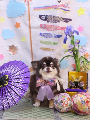 20240521ラブちゃん